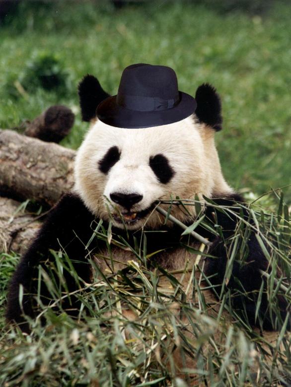 trilby-panda.jpg